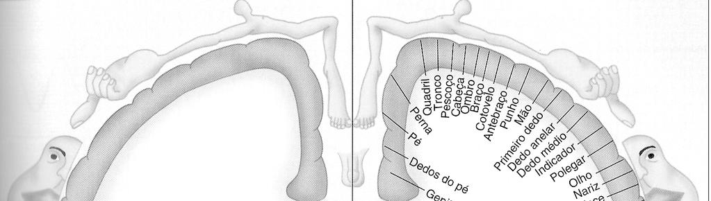 diferentes partes do corpo no córtex