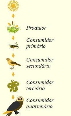 Fluxo de Energia no Ecossistema Produtores: Organismos do primeiro nível trófico capazes de produzir seu alimento (autotróficos).