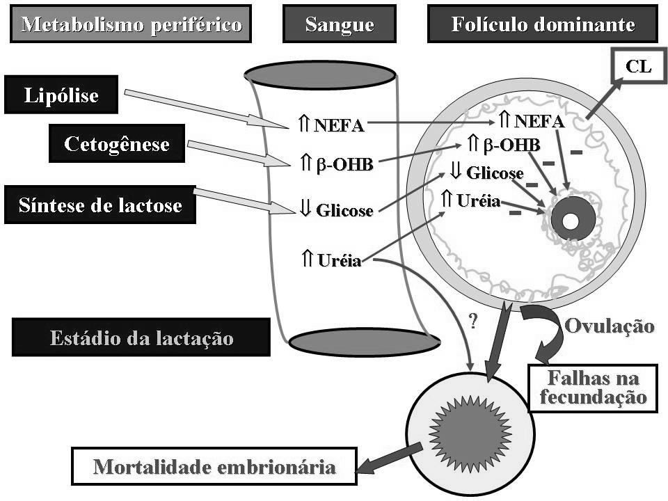 248-2 nd International Symposium of Dairy Cattle Existem correlações significativas entre a constituição plasmática e o fluido intrafolicular, quanto à presença de glicose, AGNE, β-ohb, dentre outros.