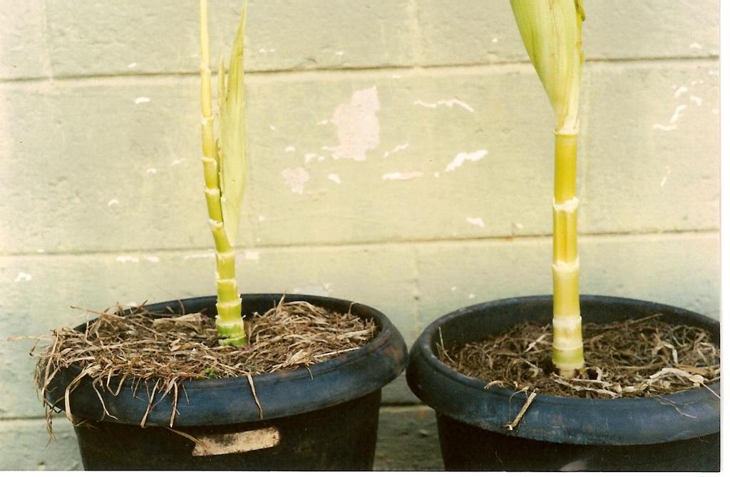 A PLANTA DO FUTURO INTERNÓDIOS