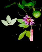 Maracujá Nome científico: Passiflora edulis Sims.