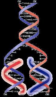 DNA Priscila M. M. de Leon Dra.