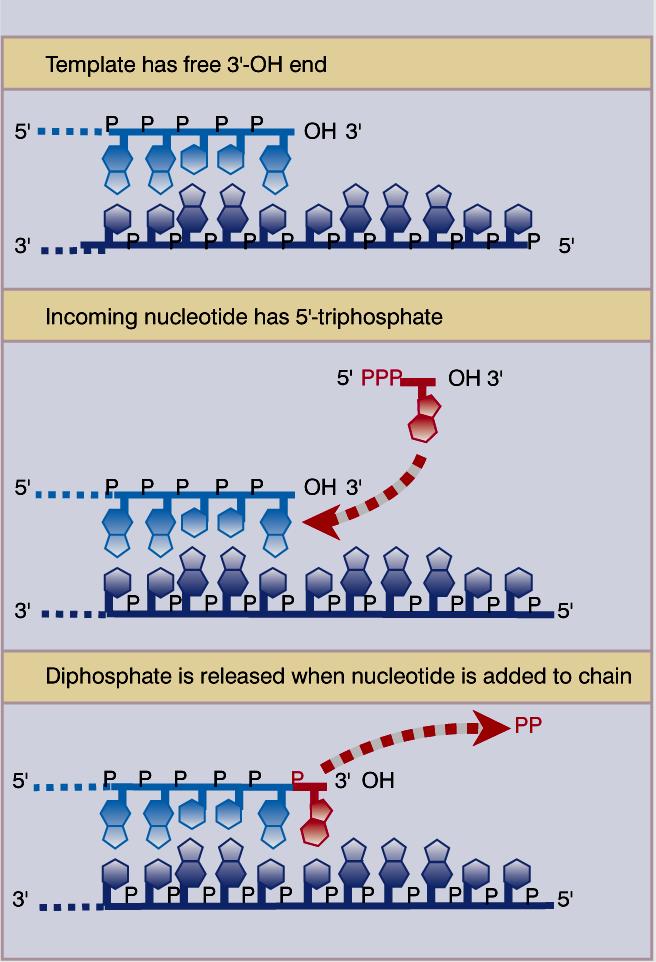 DNA POLIMERASES Sintetiza a nova