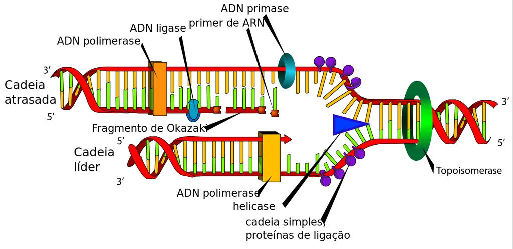 Outras enzimas Topoisomerases Quebram ligações fosfodiéster da cadeia de DNA.