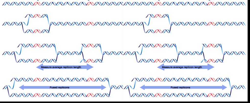 O genoma eucariótico constitue vários replicons A velocidade da forquillha de replicação eucariótica é 2000 pb/min