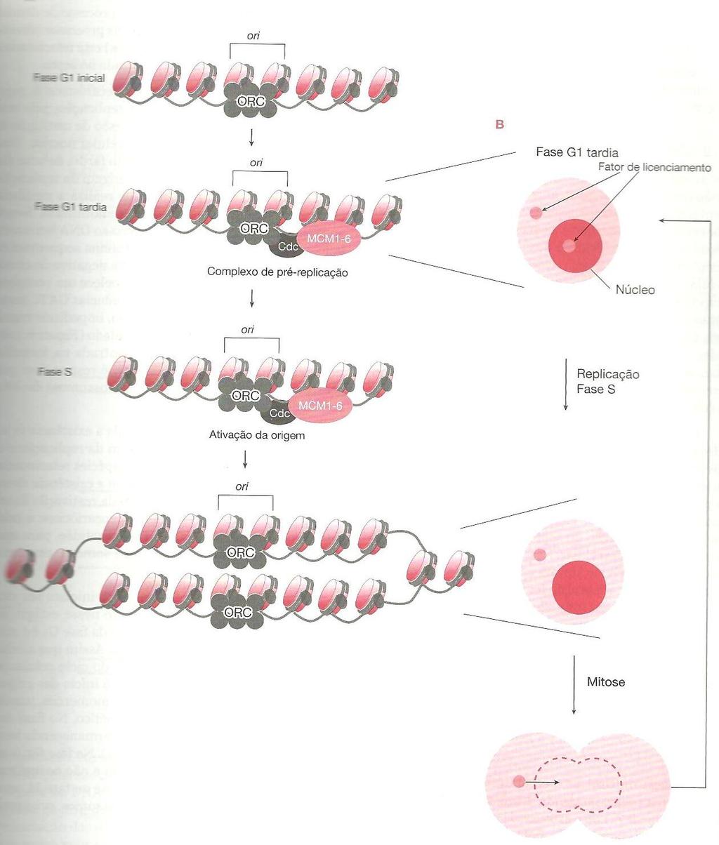 Replicação Proteínas relacionadas ao início da