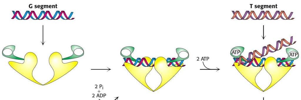 DNA-topoisomerase Dna girase 1) clivagem