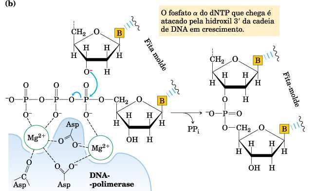DNA-Polimerases Catalisa o ataque nucleofílico da OH 3 ao Pi alfa do dntp livre liberação de