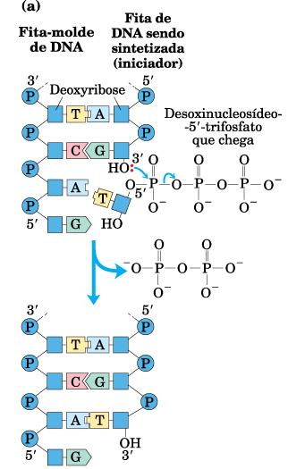 3 Dependente de primers fornece uma OH 3 confiável para o início da replicação - Reduz erros -