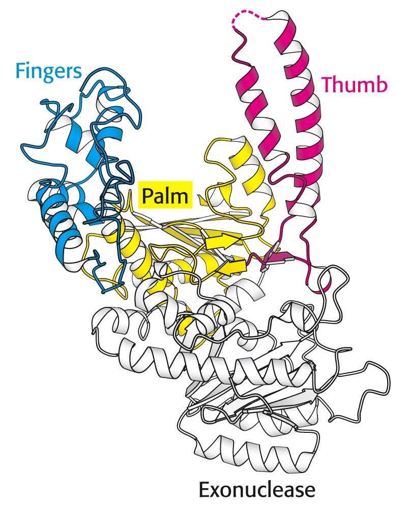 DNA-Polimerase Estrutura de DNA-Pol I DNA polimerase I (E.