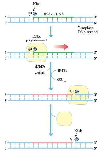 Correção exonucleotídica da DNA-Pol I DNA-Polimerases Função 5 3 exonuclease: atua onde 3 5 falha, reconhece um nucleotídeo não-pareado e cliva alem