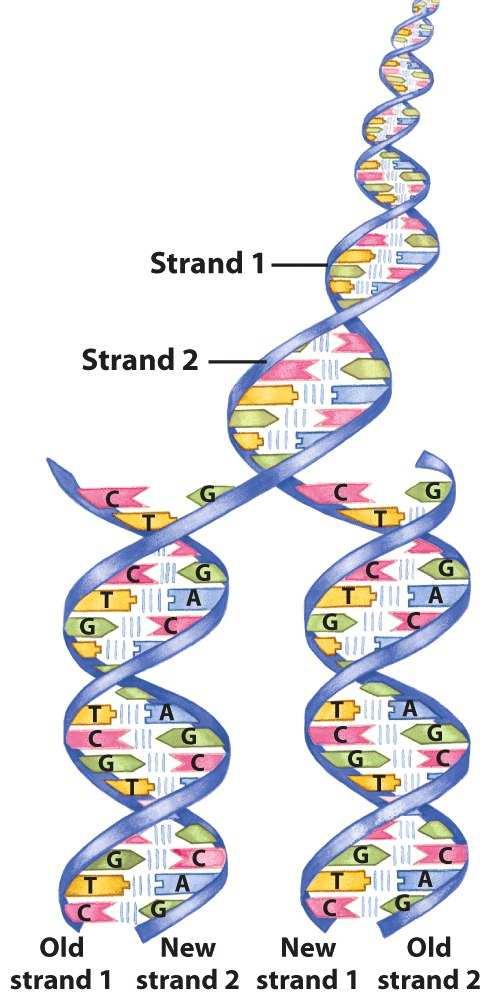 Replicação do DNA Síntese dirigida por complementaridade DNA-polimerase DNA-dependente - É dirigido pelo pareamento de bases