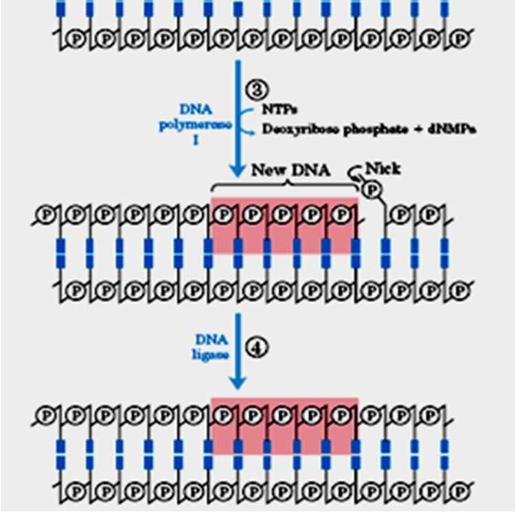 Endonuclease AP reconhece este sítio e cliva a