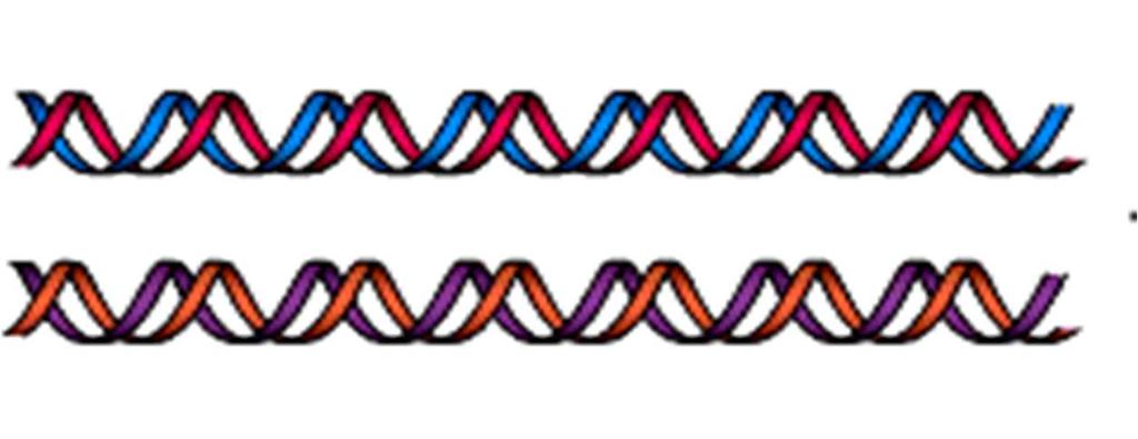 Recombinação Homóloga ou geral Recombinação Geral ocorre entre segmentos de DNA com extensa identidade Mecanismo envolvido no reparo de DNA em