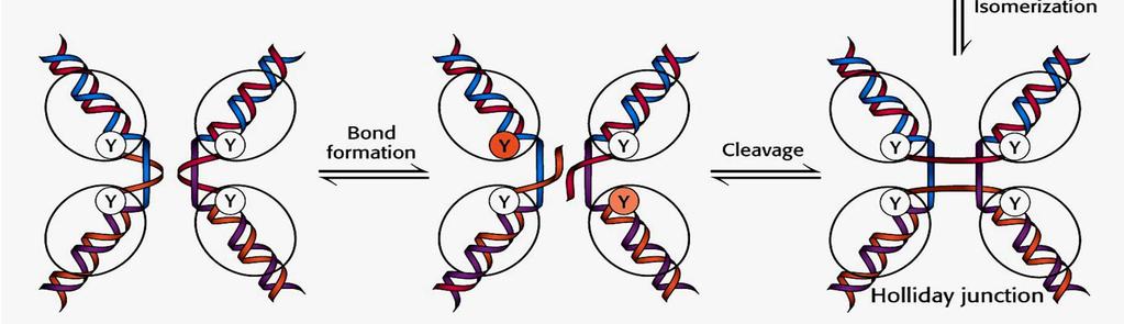 segmento heterólogo é selado Formação do crossing-over de 4 fitas de DNA Junção Holliday fitas