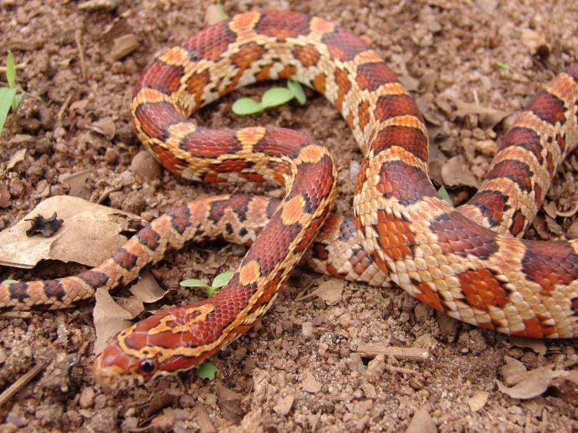 Cobra-do-milharal Origem: América do Norte continental Invasora em: Américas Central e do Sul, Europa, África.