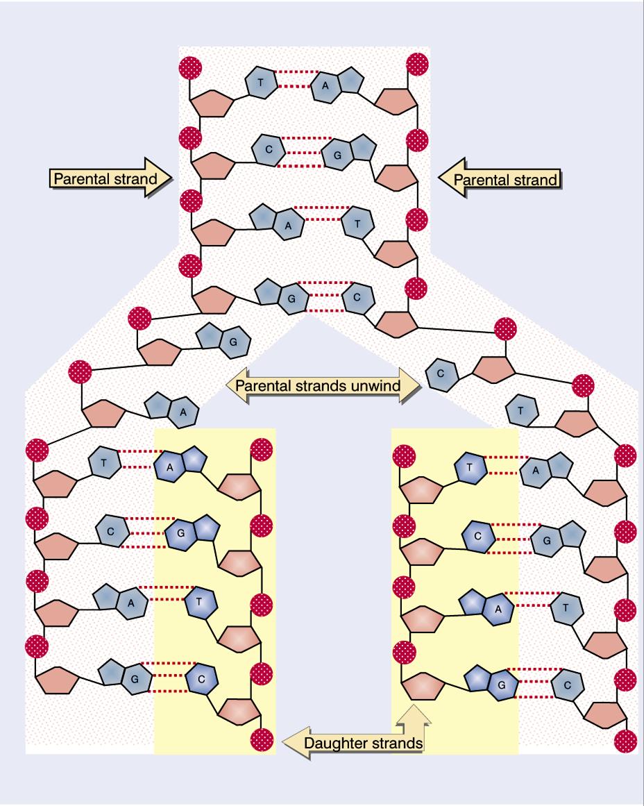 Replicação do DNA O mecanismo de replicação está baseado no pareamento das bases da dupla hélice do DNA.