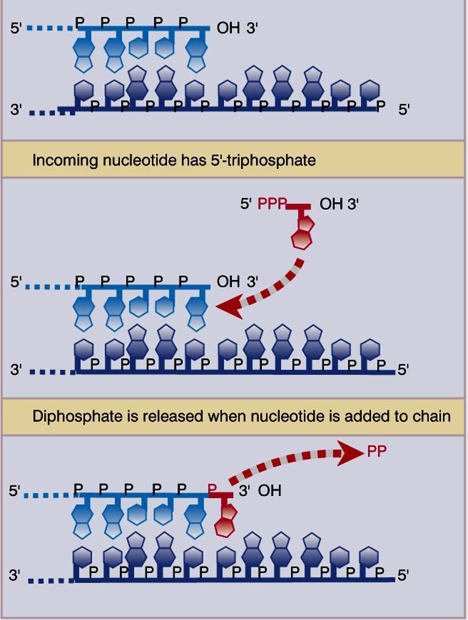 Polimerases de DNA: As enzimas que sintetizam DNA A síntese de DNA ocorre pela adição de nucleotídeos a extremidade 3 OH da cadeia em crescimento.