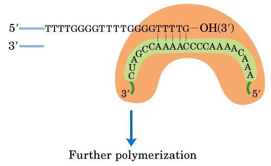 telomerase Polimerização e anelamento Translocação e