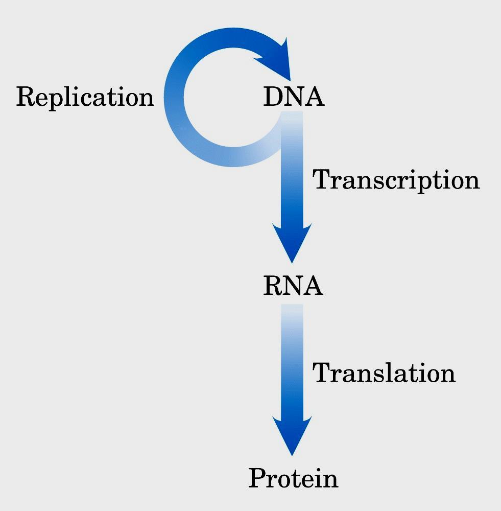 Replicação Dogma Central da Biologia Molecular Transcrição RNA mensageiro
