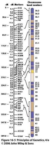 Mapeamento Molecular - Mapeamento dos cromossomos Humanos Mapa inicial com 2.000 RFLP mapeados Em 1997 mais de 16.