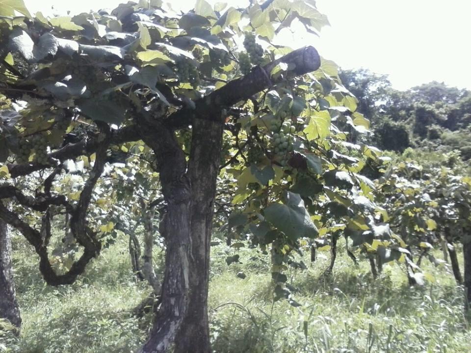 Figura 2 -Vinhedos da propriedade na Linha Três em Nova Palma Fonte: registro de campo (2015) Por outro lado, têm surgido novos vinhedos na paisagem rural do município reforçando as tradições