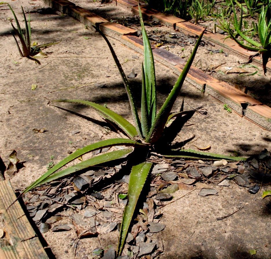 Figura 1. Aloe vera (L.) Burm. F.