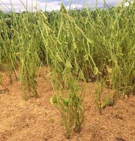 DESEMPENHO OPERACIONAL SAFRA 2016/17 O 4T16 foi marcado pelo encerramento do plantio da soja e início da colheita das