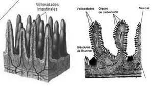 Adenomas Epitelias