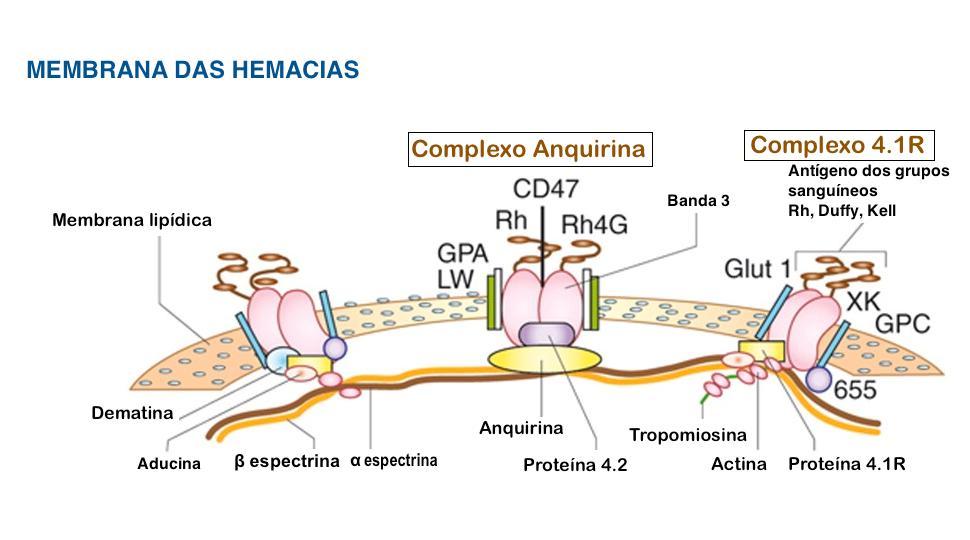 13 Superfície externa Superfície externa Superfície interna FIGURA 9 Esquema da membrana do eritrócito com suas proteínas integrais (Banda 3 e glicoforinas) [seta azul] e proteínas do citoesqueleto