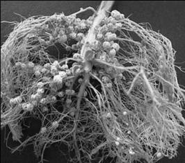 Pragas e doenças de solo, nematoides =>