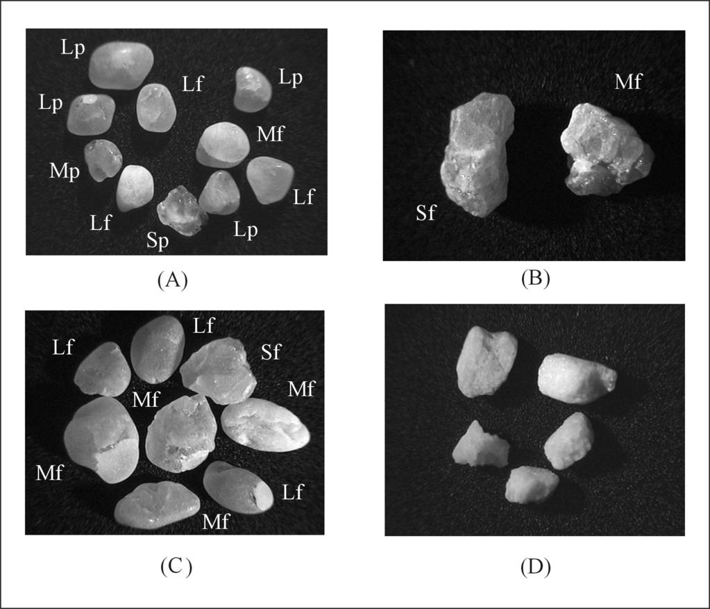 Figura 3: Grãos de areia das categorias de litofácies. (a) Grãos de areia grossa da camada I, litofácies areia fina eólica.