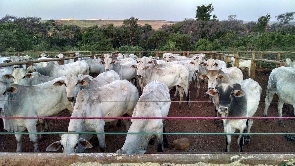 Desempenho de bovinos de corte em confinamento