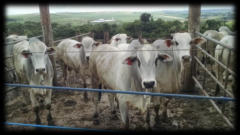 Amilase + bioflavonóides e processamento de milho Tratamentos: 1.