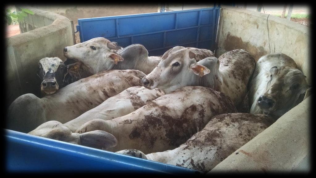 (2016) Animais: 112 bovinos Nelore não castrados 14 baias (8 animais/baia) 4 animais canulados