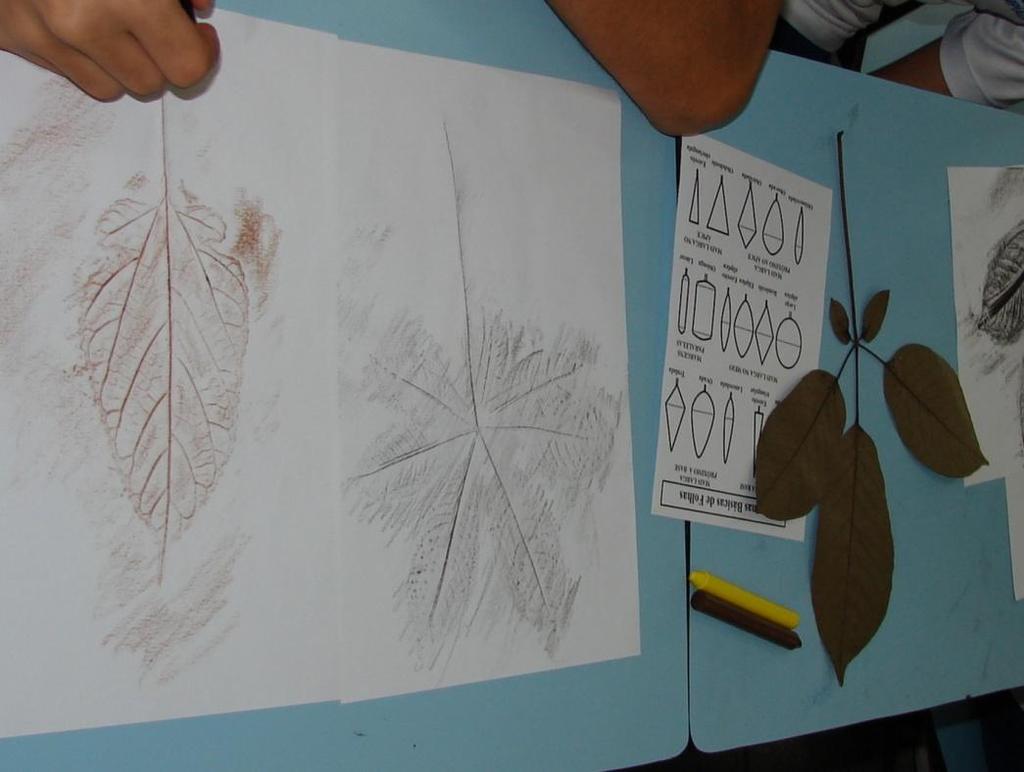 3 intuito de reconhecer a espécie de árvore a partir das informações obtidas como a digital da folha e sua classificação quanto ao formato (Figura 2).