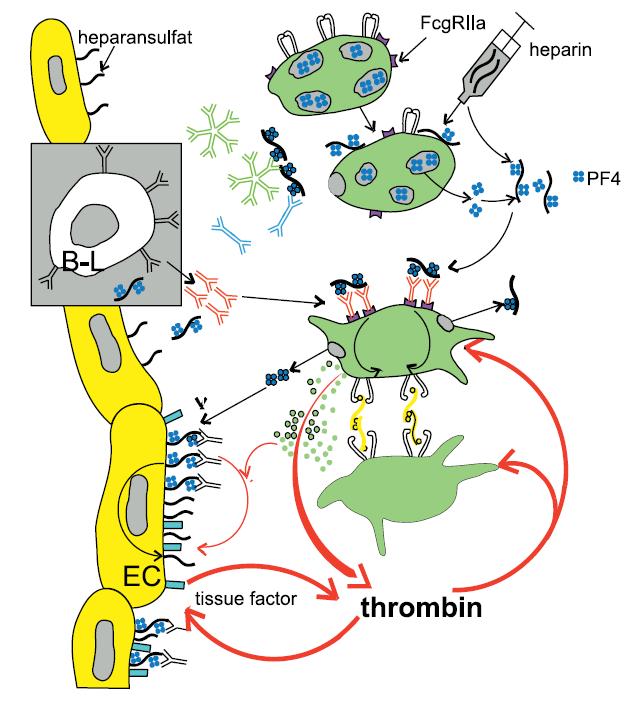 FP4 Específica de plaquetas e estocada no grânulo α Proteína mais abundante e secretada por ativação plaquetária Fisiopatologia Formação de micropartículas Ativação de