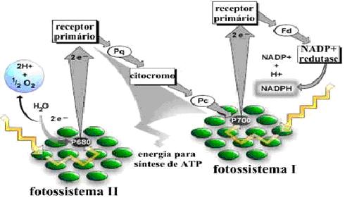 Transpiração - - e transportados a citocromos via plastoquinona, retornando depois ao fotossistema.