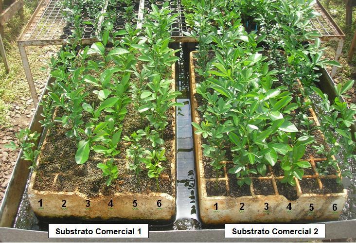 39 FIGURA 7. Desenvolvimento vegetativo de porta-enxertos cítricos cultivados em bandejas e em dois diferentes substratos em casa de vegetação.