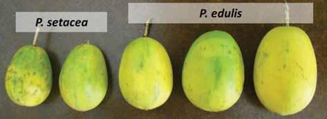 33 Figura 1. Aspectos dos frutos polinizados com P. setacea e P. edulis.