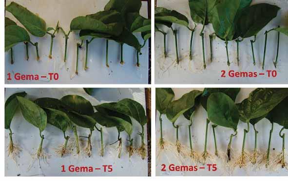 43 Enraizamento (%) 66 64 62 60 58 56 54 52 50 57,5 b 64,0 a 1 Gema 2 Gemas Figura 6. Porcentagem de enraizamento quanto ao número de gemas em estacas de maracujazeiro. Jaboticabal-SP, 2013. Figura 7.