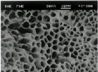 Apêndice A. Imagens obtidas através de microscopia eletrônica de varredura. A.1.