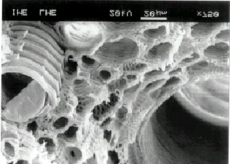 Microscopia de corpo de prova ensaiado ao cisalhamento interlaminar. Escala 50 µm.