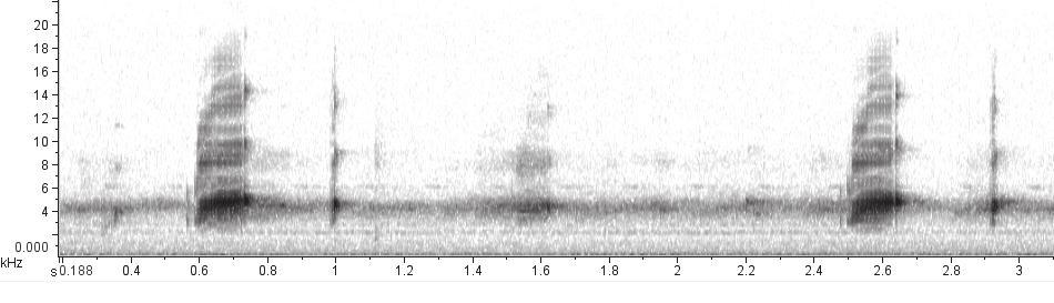 não foi possível inferir sobre tendências de período de atividade de vocalização de D. microps.