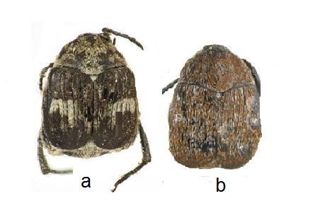 Segundo Dendy e Credland (1991), este inseto teve como hospedeiros primários acessos selvagens de feijão-fava (P. lunatus) e feijão comum (P. vulgaris).