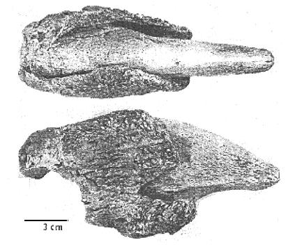 Ocnopus gracilis Lund,, 1839-1840 1840 Ocnopus is a taxonomist s nightmare (McKenna e Bell, 1997) Classificação incerta MG e SP SP: uma única ocorrência (Paula