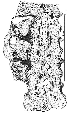 Catonyx cuvieri Lund,, 1839 Exclusiva e comum no Brasil Iporanga: : Mina de Chumbo e Gruta Pequena do Morro Preto (Paula Couto, 1973). Abismo do Fóssil: F Iporanga (Lino et al 1979).