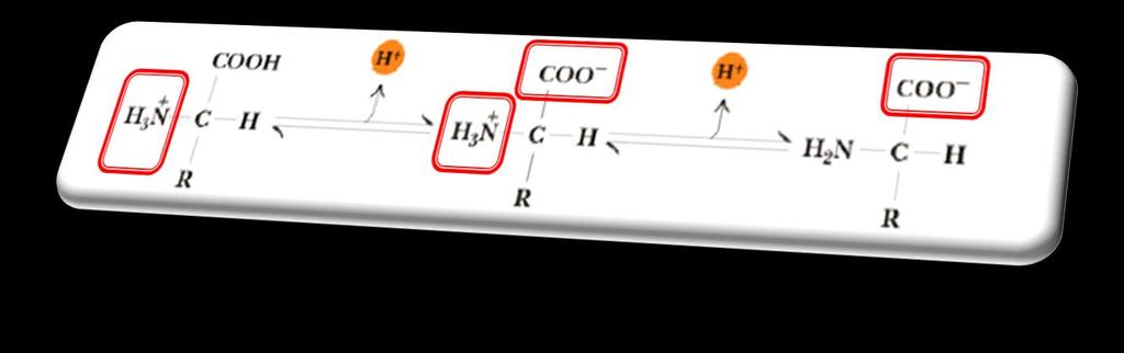 O grupamento carboxila pode dissociar e liberar um próton (doador de prótons) enquanto o grupo amino pode receber um