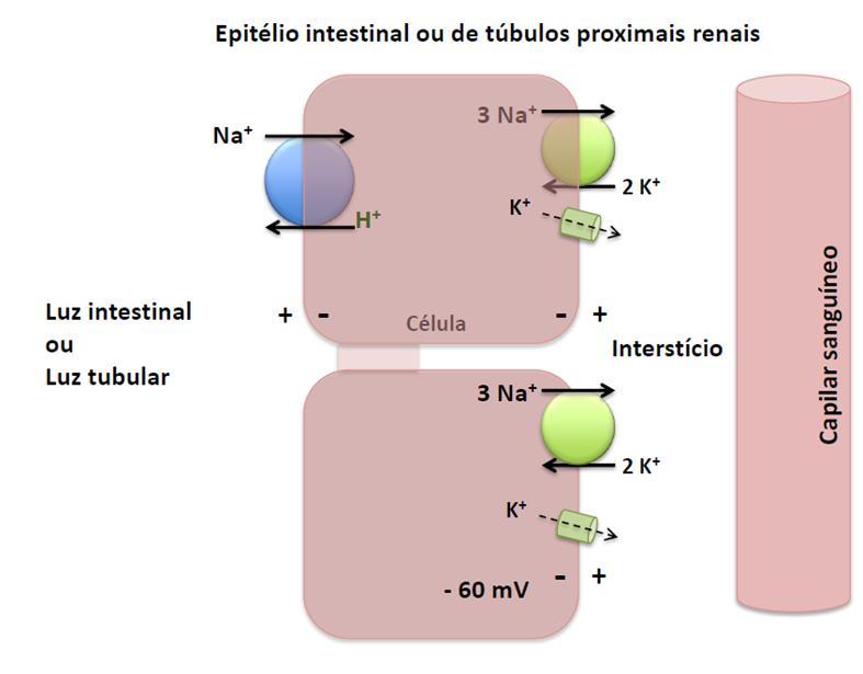 Células do túbulo