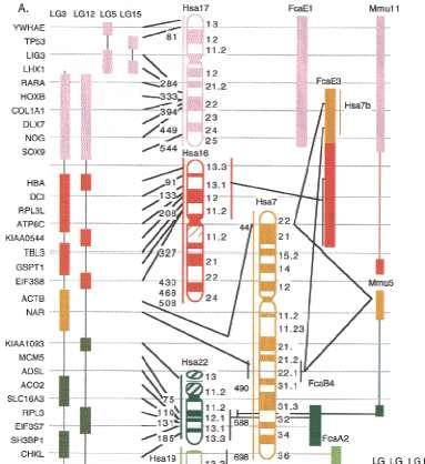 ANÁLISE DE SINTENIA Análise de genes vizinhos a um gene em estudo?